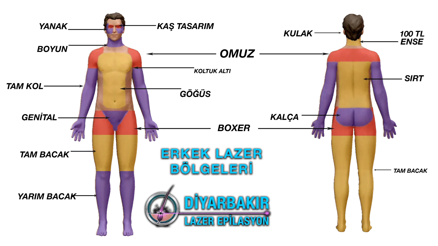 Erkek lazer epilasyon bölgeleri şeması